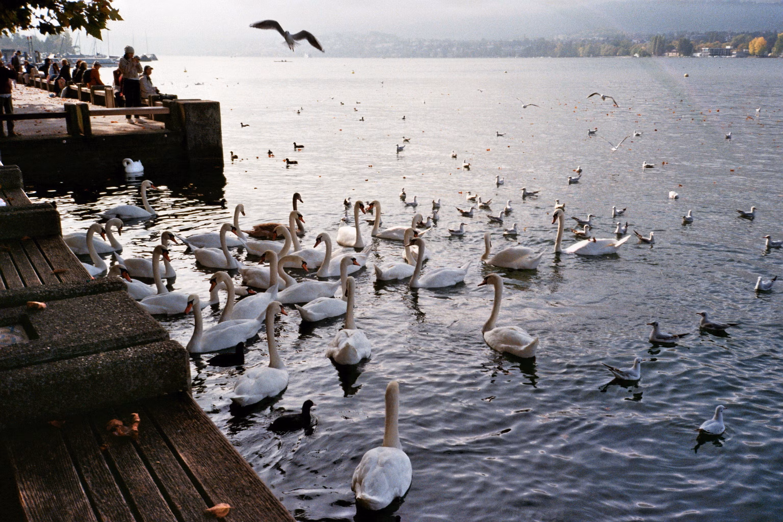 Große Gruppe von weißen Schwänen auf dem Zürichsee an der Uferpromenade.