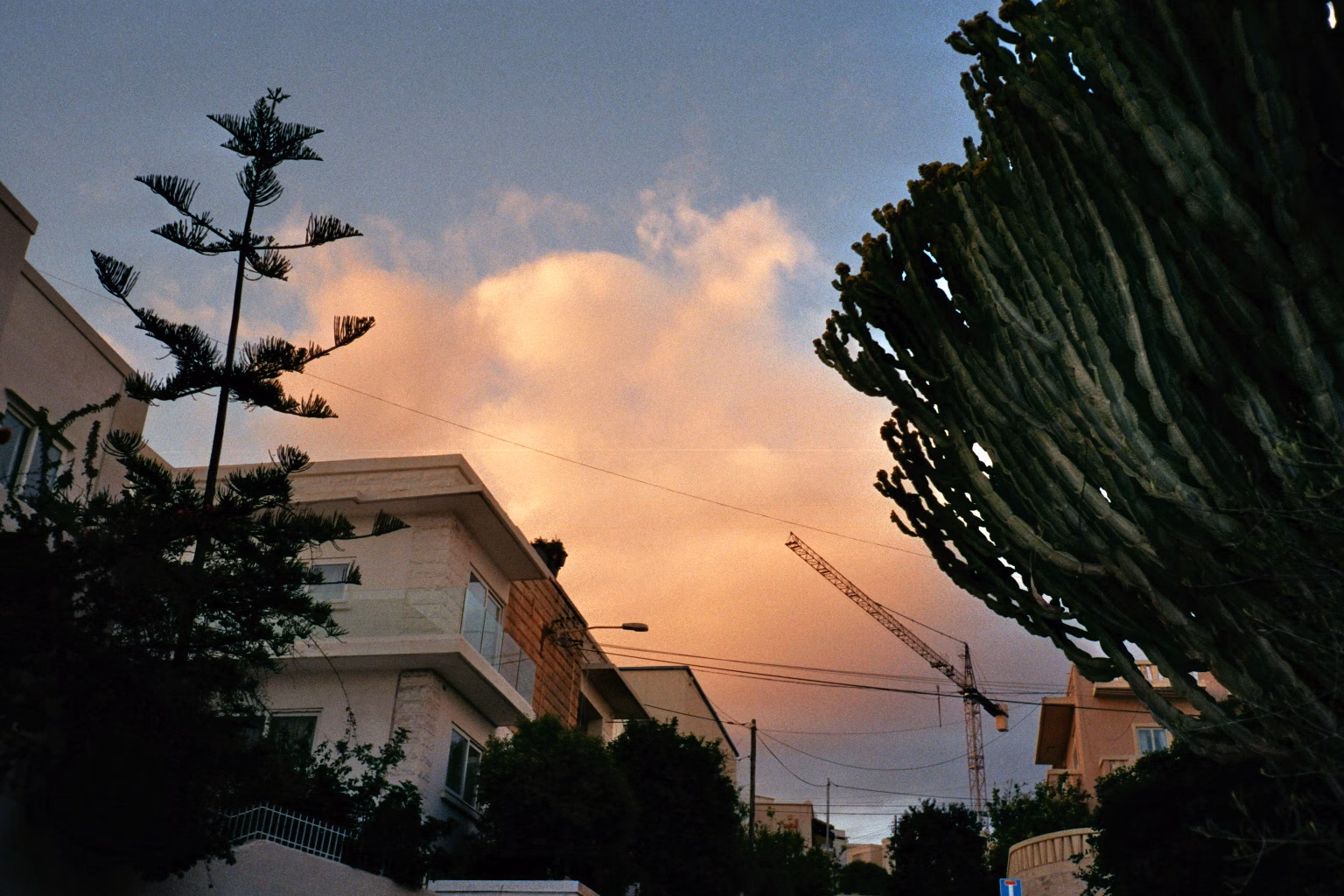 Urbaner Sonnenuntergang auf Malta mit rosa Wolken hinter Wohnhäusern, umrahmt von einer Araukarie und einem Kaktus.
